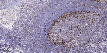 RGS10 antibody