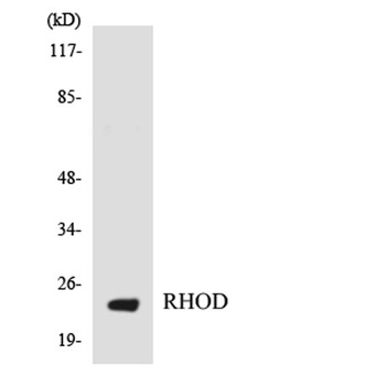 Rho D rabbit pAb