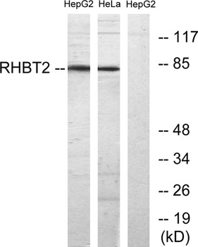 RhoBTB1/2 antibody