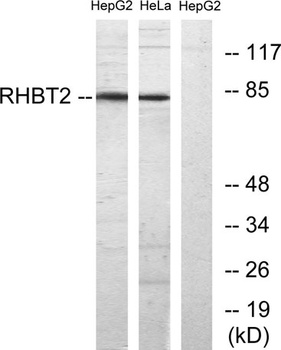 RhoBTB1/2 rabbit pAb