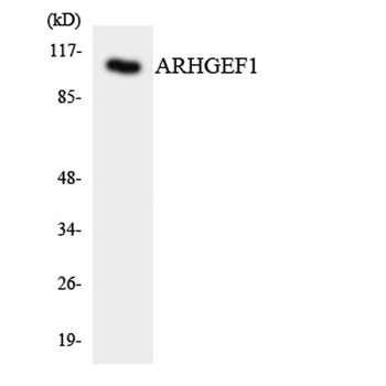 RhoGEF p115 antibody