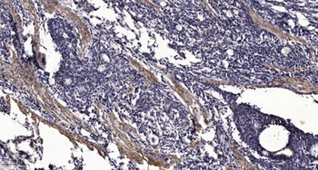 RhoGEF p115 antibody