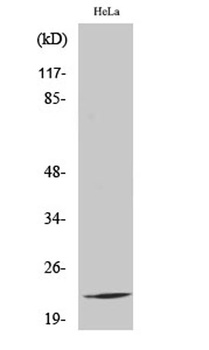 Ribosomal Protein L17 rabbit pAb