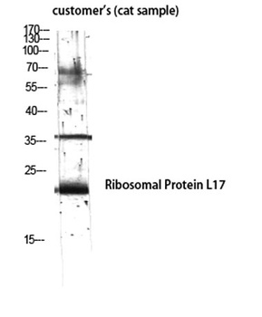Ribosomal Protein L17 antibody