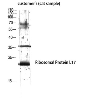 Ribosomal Protein L17 rabbit pAb