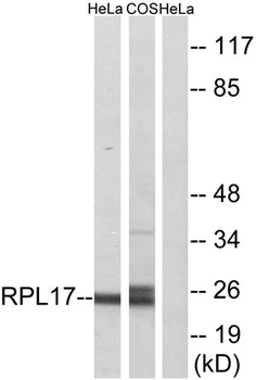 Ribosomal Protein L17 rabbit pAb