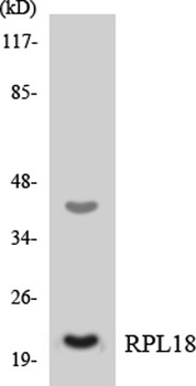Ribosomal Protein L18 rabbit pAb