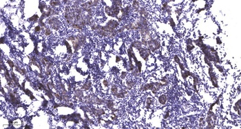 Ribosomal Protein L18 rabbit pAb