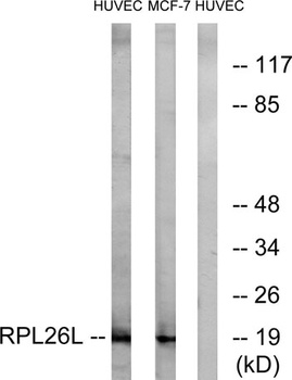 Ribosomal Protein L26L antibody