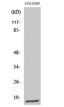Ribosomal Protein L27A rabbit pAb
