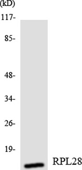 Ribosomal Protein L28 rabbit pAb