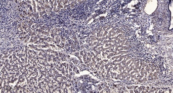 Ribosomal Protein L28 antibody