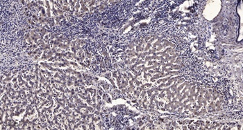 Ribosomal Protein L28 rabbit pAb