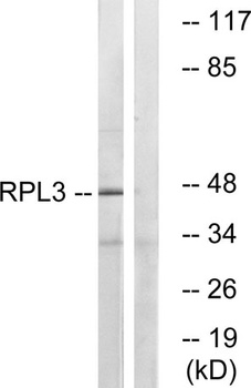 Ribosomal Protein L3 rabbit pAb