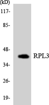 Ribosomal Protein L3 antibody