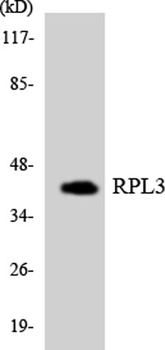 Ribosomal Protein L3 rabbit pAb