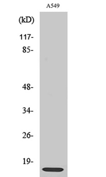 Ribosomal Protein L30 rabbit pAb
