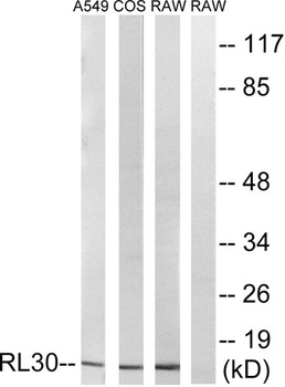 Ribosomal Protein L30 rabbit pAb