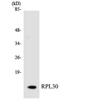 Ribosomal Protein L30 antibody