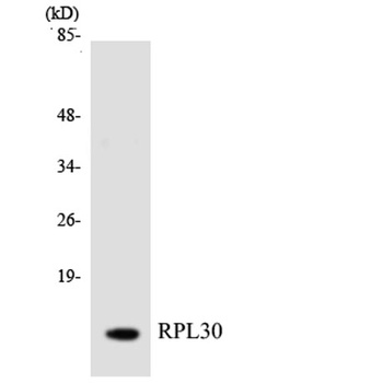 Ribosomal Protein L30 rabbit pAb