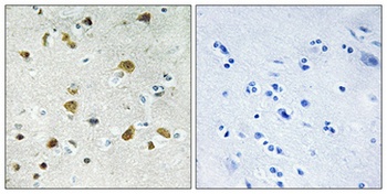 Ribosomal Protein L34 antibody