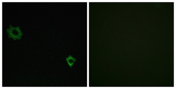 Ribosomal Protein L34 antibody