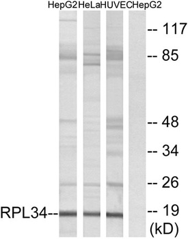 Ribosomal Protein L34 antibody