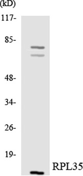Ribosomal Protein L35 rabbit pAb