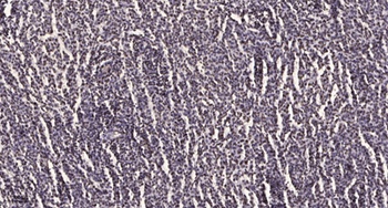 Ribosomal Protein L35 rabbit pAb