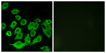 Ribosomal Protein L36 rabbit pAb