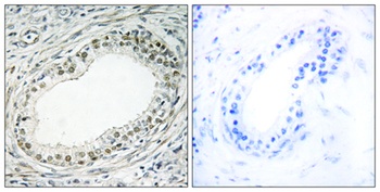 Ribosomal Protein L36 rabbit pAb