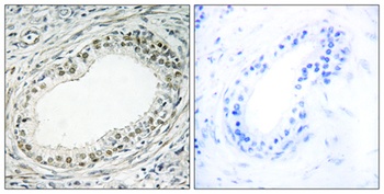 Ribosomal Protein L36 antibody