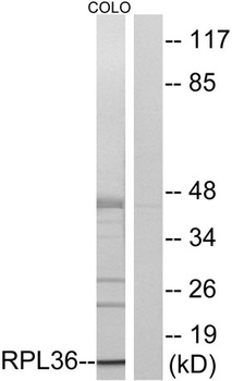 Ribosomal Protein L36 rabbit pAb