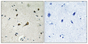 Ribosomal Protein L39 rabbit pAb