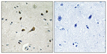 Ribosomal Protein L39 antibody