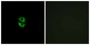 Ribosomal Protein L39 rabbit pAb