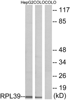 Ribosomal Protein L39 rabbit pAb