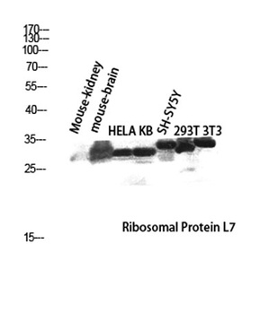 Ribosomal Protein L7 antibody
