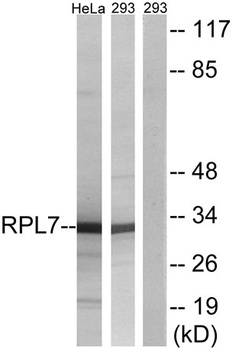 Ribosomal Protein L7 rabbit pAb
