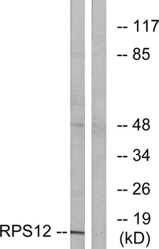 Ribosomal Protein S12 rabbit pAb