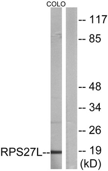 Ribosomal Protein S27L rabbit pAb