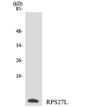 Ribosomal Protein S27L rabbit pAb