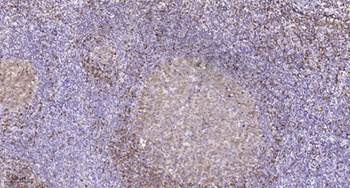 Ribosomal Protein S27L rabbit pAb