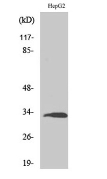 Ribosomal Protein S3 rabbit pAb