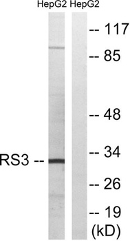 Ribosomal Protein S3 antibody
