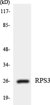 Ribosomal Protein S3 antibody