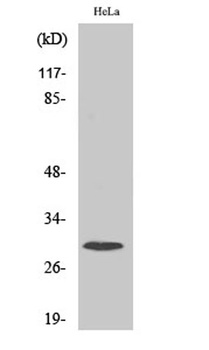 Ribosomal Protein S4X rabbit pAb