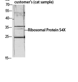Ribosomal Protein S4X rabbit pAb