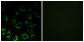 Ribosomal Protein S4X rabbit pAb