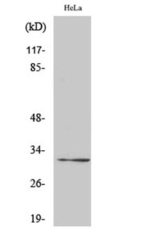 Ribosomal Protein S6 antibody